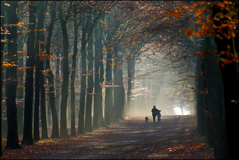 5 uit-tips om te wandelen in Oost-Vlaamse bossen