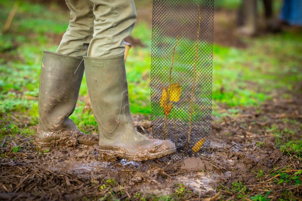 BOOST plant 7 nieuwe bossen